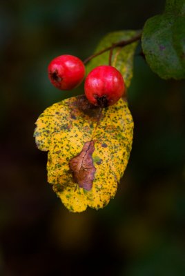 Crataegus laevigata 'Gireoudii' - hloh obecný - plod2